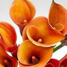 Load image into Gallery viewer, Orange Mini Calla Lilies - Wholesale - 48LongStems.com
