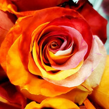 Load image into Gallery viewer, Orange, Red and White Dyed Rose Bouquet 6-Stem - 48LongStems.com
