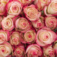 Load image into Gallery viewer, Paloma Bi-Color Pink Roses Wholesale - 48LongStems.com
