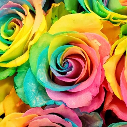 Pastel Rainbow Rose Bouquet 3-Stem - 48LongStems.com