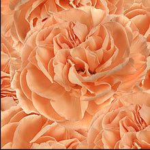 Load image into Gallery viewer, Peach Carnations - Standard - 48LongStems.com
