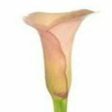 Load image into Gallery viewer, Peach Mini Calla Lilies - Wholesale - 48LongStems.com
