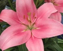 Load image into Gallery viewer, Pink Asiatic Lilies - 48LongStems.com
