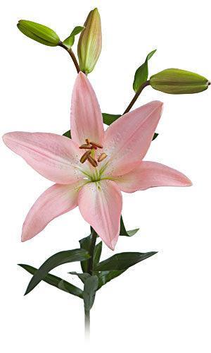lilies white and pink Pink Asiatic Lilies