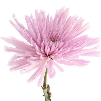 where to buy spider mums plants Pink-Lavender Anastasia Spider Mum