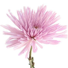 Load image into Gallery viewer, Pink-Lavender Anastasia Spider Mum - 48LongStems.com
