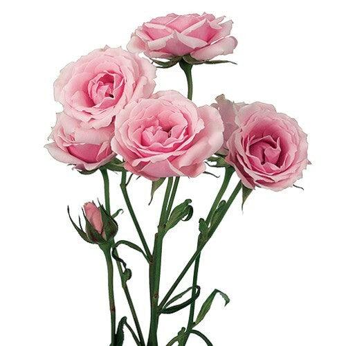 Spray Rose White Majolica - Wholesale - Blooms By The Box
