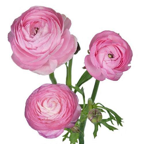 Pink Ranunculus - 48LongStems.com