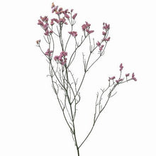 Load image into Gallery viewer, Pink Tinted Limonium - 48LongStems.com
