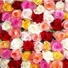 Load image into Gallery viewer, Premium Assorted Roses Wholesale - 48LongStems.com
