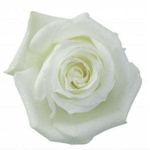 Proud White Roses Wholesale - 48LongStems.com