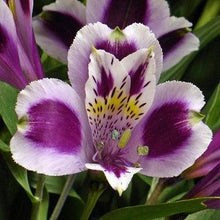 Load image into Gallery viewer, Purple Alstroemeria - 48LongStems.com
