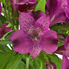 Load image into Gallery viewer, Purple Alstroemeria - 48LongStems.com
