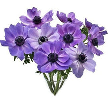 Load image into Gallery viewer, Purple Anemone - 48LongStems.com
