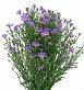 Load image into Gallery viewer, Purple Aster - 48LongStems.com
