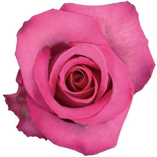 Purple Cezanne Bi-Color Pink Roses | Wholesale Pink Roses