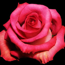 Load image into Gallery viewer, Purple Cezanne Bi-Color Pink Roses Wholesale - 48LongStems.com
