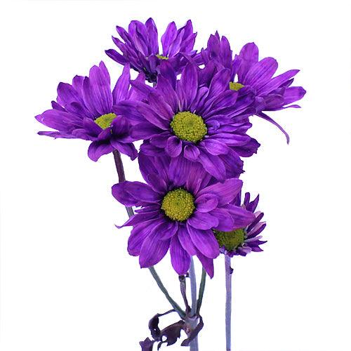 Purple Tinted Daisies - Wholesale - 48LongStems.com