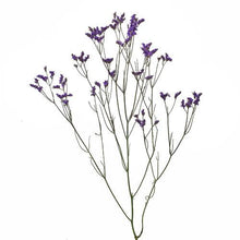 Load image into Gallery viewer, Purple Tinted Limonium - 48LongStems.com

