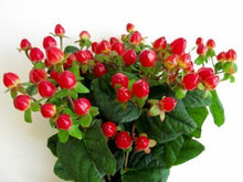 Load image into Gallery viewer, Red Hypericum Berry Wholesale - 48LongStems.com
