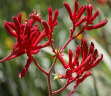 Load image into Gallery viewer, Red Kangaroo Paw - Wholesale - 48LongStems.com

