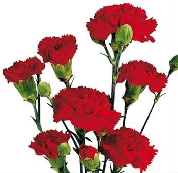 Red Mini Carnations - 48LongStems.com