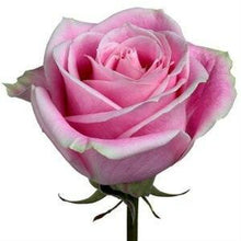 Load image into Gallery viewer, Rosita Vendela Pink Roses Wholesale - 48LongStems.com
