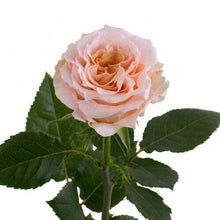 Load image into Gallery viewer, Shimmer Peach Roses Wholesale - 48LongStems.com
