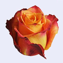 Load image into Gallery viewer, Silantoi Bi-Color Yellow Roses Wholesale - 48LongStems.com
