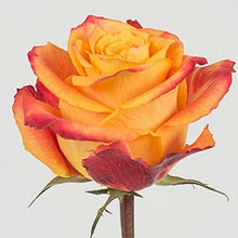 Load image into Gallery viewer, Silantoi Bi-Color Yellow Roses Wholesale - 48LongStems.com
