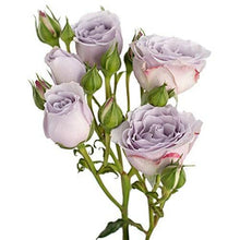 Load image into Gallery viewer, Silver Mikado Lavender Spray Roses - 40cm - 48LongStems.com
