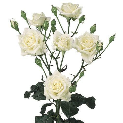 white garden spray roses Snowdance White Spray Roses