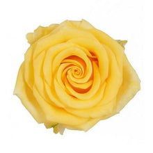 Load image into Gallery viewer, Sonrisa Yellow Roses Wholesale - 48LongStems.com
