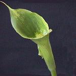 Load image into Gallery viewer, Standard Green Calla Lilies - Wholesale - 48LongStems.com

