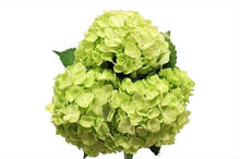 Load image into Gallery viewer, Standard Green Hydrangeas - Wholesale - 48LongStems.com
