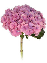 Load image into Gallery viewer, Standard Pink Hydrangeas - Wholesale - 48LongStems.com
