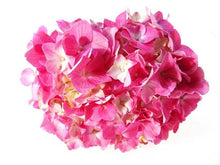 Load image into Gallery viewer, Standard Pink Hydrangeas - Wholesale - 48LongStems.com

