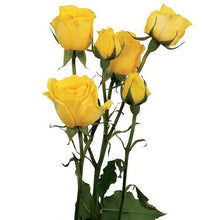 Load image into Gallery viewer, Sun City Yellow Spray Rose - 40cm - 48LongStems.com
