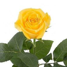 Load image into Gallery viewer, Super Sun Yellow Roses Wholesale - 48LongStems.com
