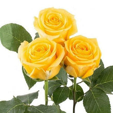 Load image into Gallery viewer, Super Sun Yellow Roses Wholesale - 48LongStems.com

