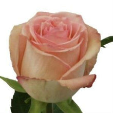 Load image into Gallery viewer, Sweet Elegance Pink Roses Wholesale - 48LongStems.com
