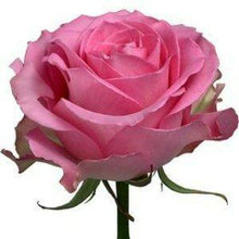 Load image into Gallery viewer, Sweet Unique Pink Roses Wholesale - 48LongStems.com
