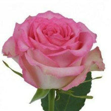 Load image into Gallery viewer, Sweet Unique Pink Roses Wholesale - 48LongStems.com
