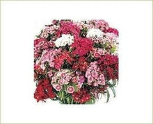 Load image into Gallery viewer, Sweet William Dianthus - Wholesale - 48LongStems.com
