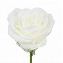 Load image into Gallery viewer, Tibet White Roses Wholesale - 48LongStems.com
