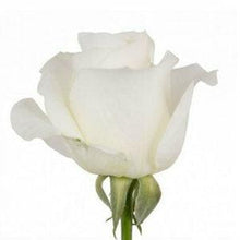 Load image into Gallery viewer, Tibet White Roses Wholesale - 48LongStems.com
