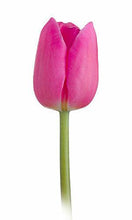 Load image into Gallery viewer, Tulips, Dark Pink - Wholesale - 48LongStems.com
