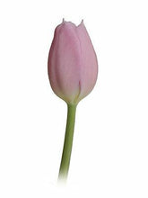 Load image into Gallery viewer, Tulips, Lavender - Wholesale - 48LongStems.com
