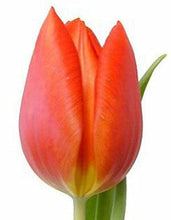Load image into Gallery viewer, Tulips, Orange - Wholesale - 48LongStems.com
