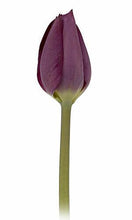 Load image into Gallery viewer, Tulips, Purple - Wholesale - 48LongStems.com
